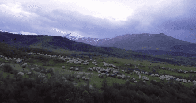 "My Homeland Stayed in the Mountains"